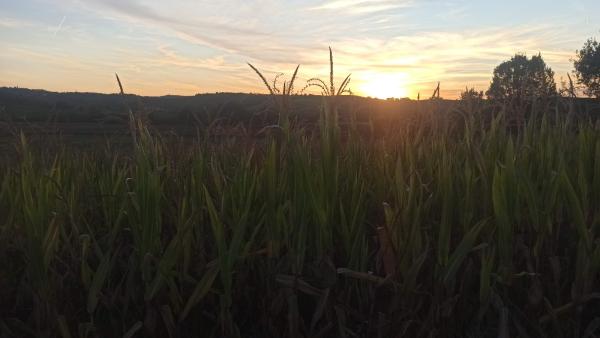 Image for Non è solo l'erba del prato