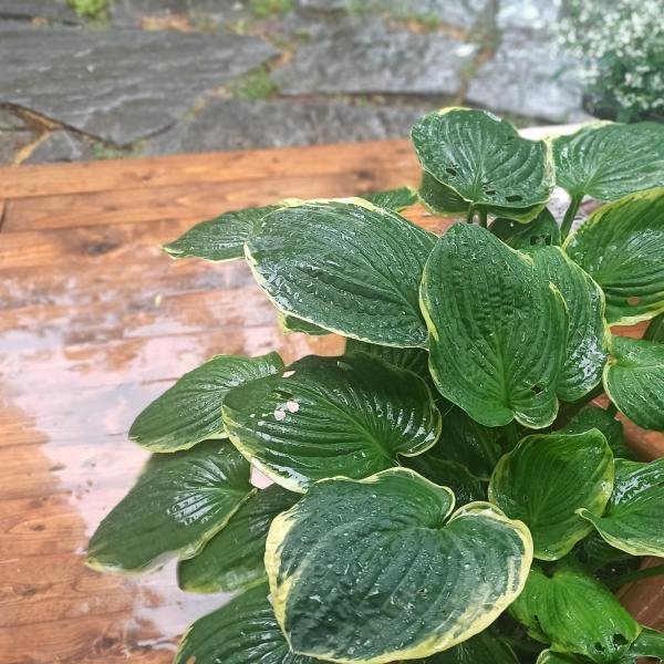 Piove, piove e... piove (ancora)