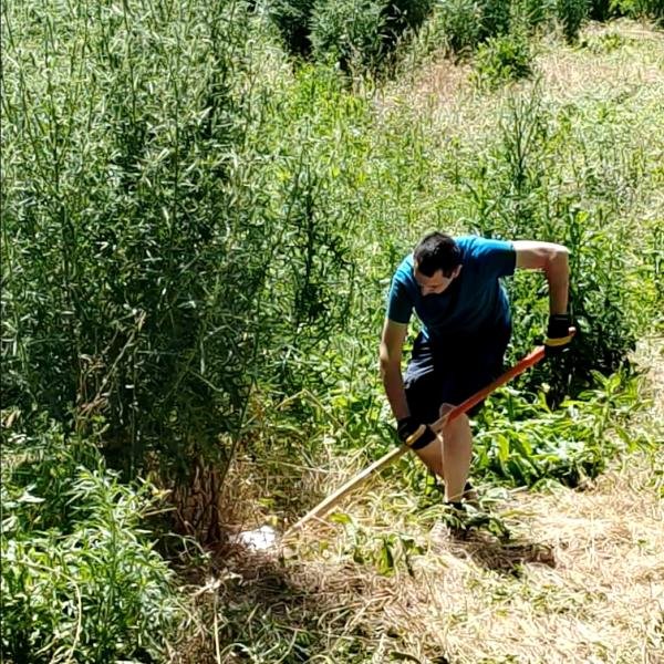 Un cardo, mezz'ora di riposo